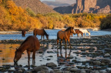Phoenix, Arizona yakınlarındaki Sonoran Çölü 'nde Salt River vahşi atları.