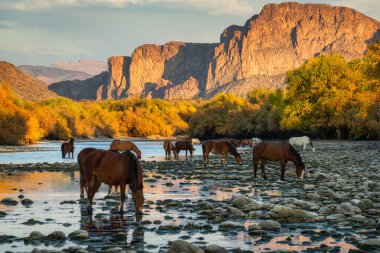 Arizona Havasu Gölü kıyısındaki deniz feneri..