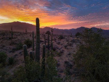 Sunset in the Sornoran Desert near Phoenix, Arizona clipart