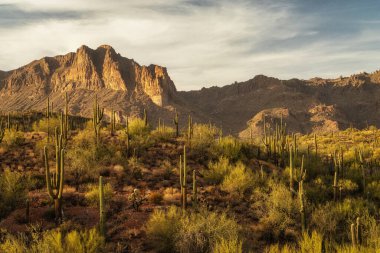 Phoenix Arizona yakınlarındaki Sonoran Çölü 'ndeki Peralta Bölgesel Parkı