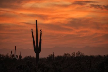 Phoenix, Arizona yakınlarındaki Sonoran Çölü 'nde Sunset ve Saguaro kaktüsü.