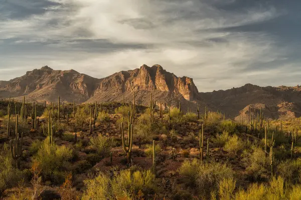 Phoenix Arizona yakınlarındaki Sonoran Çölü 'ndeki Peralta Bölgesel Parkı