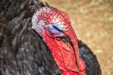 Tom Hindi 'nin yakın plan görüntüsü. 