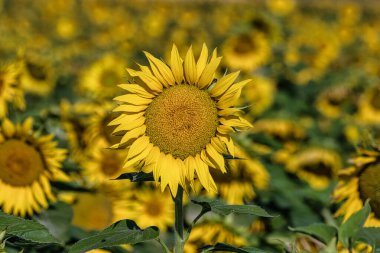Öğleden sonra Phoenix, Arizona yakınlarındaki bir ayçiçeği tarlasında.