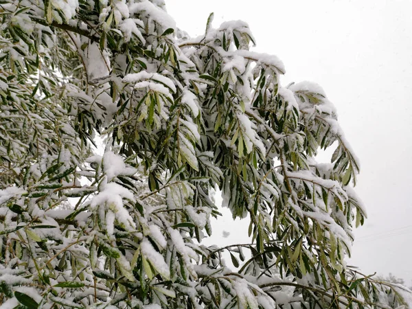 Snow covered olive tree leaves and branches due to unexpected snowfall on greek ionian island Zakynthos. Climate change phenomena in subtropical Greece