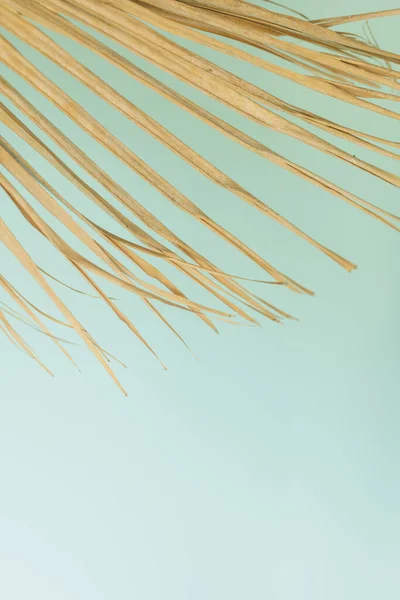 Golden dry palm tree leaf against blue turquoise stucco wall background. Minimalist summer tropical plants background. Shabby interior with dry palm leaf
