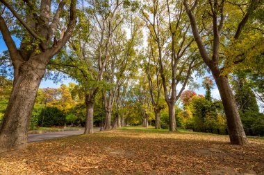 Sonbaharda parkta ağaçlar