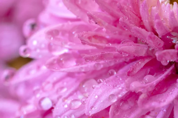 Uma Vista Próxima Belas Folhas Rosa Com Gotas Água — Fotografia de Stock