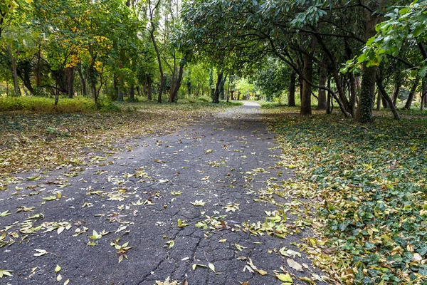 Stock image Autumn landscape - trees and fallen fall leaves in the city park 