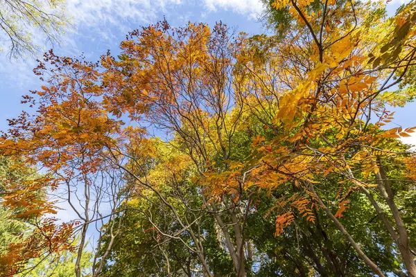 Amazing Leaves Colors Autumn Sky View — Stock Photo, Image