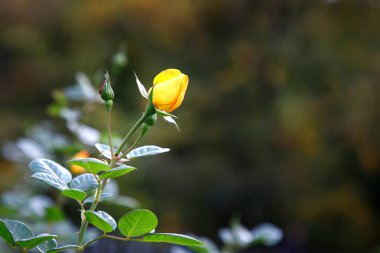Bahçedeki şubede sarı gül tomurcuğu. Bahçede çiçek açan sarı güller. 