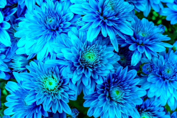 Blooming Mums Chrysanthemums Blue Abstract Color — Stock Photo, Image