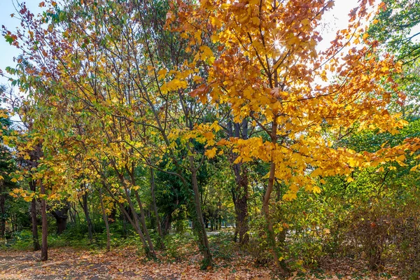 Cores Árvores Incríveis Outono Vista Horizontal — Fotografia de Stock