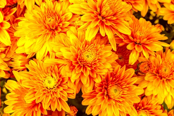 Blühende Orange Mütter Oder Chrysanthemen Herbstlicher Blumenhintergrund — Stockfoto