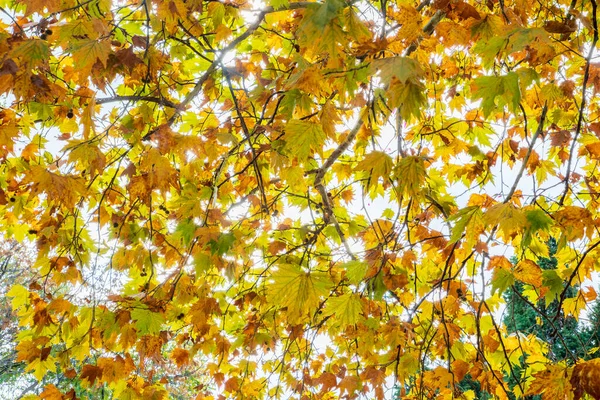Beautiful Autumn Trees Colorful Leaves Bottom View — Stock Photo, Image
