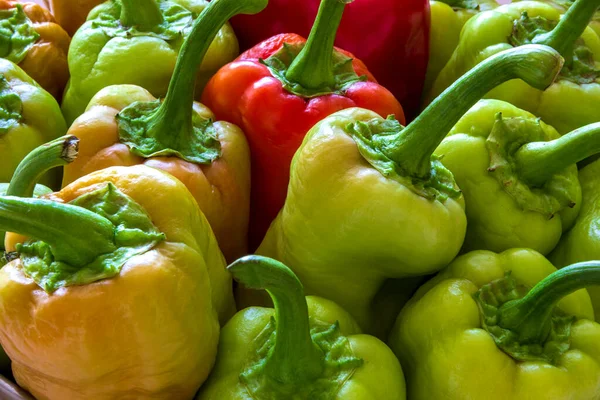 the fresh ripe red, yellow, and green bell peppers, homegrown autumn harvest