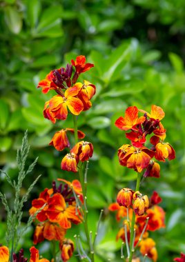 Erysimum cheiri 'nin (Cheiranthus) parlak renkli bahar çiçekleri Wallflower olarak da bilinir. Dikey görünüm