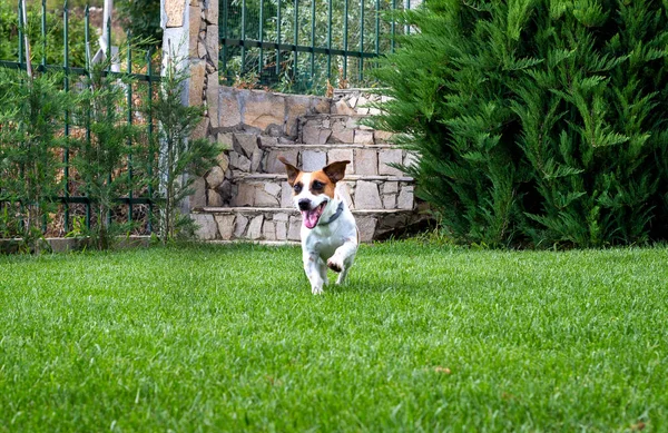 Saf köpek yavrusu Jack Russell Terrier bahçede oynuyor.