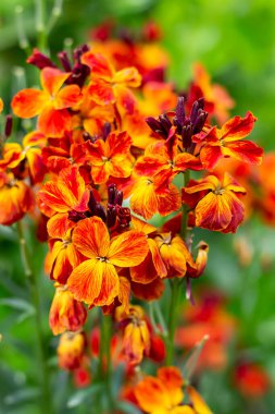 Erysimum cheiri 'nin (Cheiranthus) parlak renkli bahar çiçekleri Wallflower olarak da bilinir. Dikey görünüm