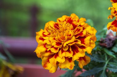 Göz kamaştırıcı renkli bir Marigold çiçeğine ya da Tagetes ereksiyonuna yakın.