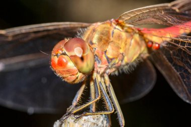 bir dal üzerinde oturan yusufçuk aşırı makro