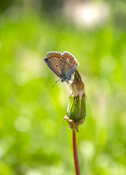 Papillon Panaché Sur Fleur Avec Fond Vert Vue Verticale — Photo