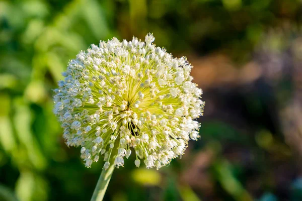 Blomknoppar Lökfrön Närbild Närbild Växande Lökfrön — Stockfoto