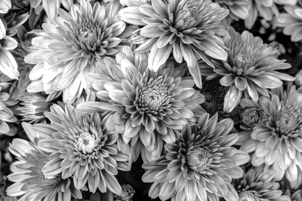 Çiçek Açan Anneler Veya Kasımpatılar Siyah Beyaz Çiçek Arka Planı — Stok fotoğraf