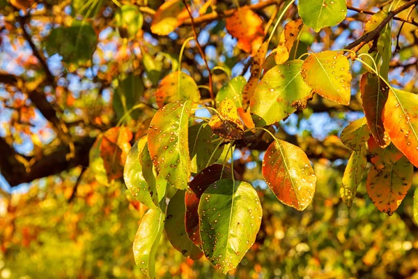 Beautiful Autumn Trees Colorful Leaves Close — Stock Photo, Image