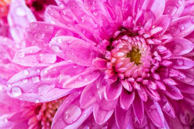 Su damlaları olan güzel pembe bir çiçeğin yakın görüntüsü..