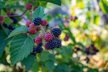 Yeşil bir dalda böğürtlen. Böğürtlen yetiştiriyorum. 