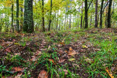 Toprağın içine ve ormandaki ağaçlara bak..