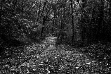 Forest scenery with road of fall leaves, dramatic light illuminating the road.