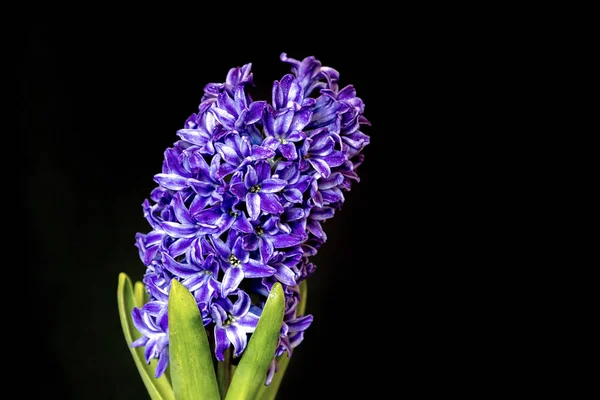 Hyacint Violett Blommor Isolerad Svart Bakgrund — Stockfoto