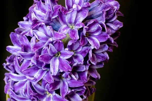 Gros Plan Fleurs Violettes Jacinthe Isolées Sur Fond Noir — Photo