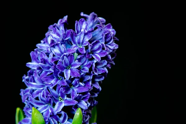 Close Hyacinth Blue Flowers Isolated Black Background — Stock Photo, Image