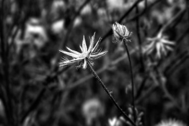 Kurumuş eski bir karahindiba kafası. Siyah ve beyaz görünüm