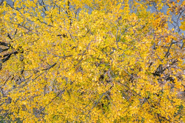Aerial Top View Autumn Tree Yellow Leaves — Stock Photo, Image