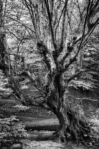 Schöner Großer Alter Baum Wald Schwarz Weiß Ansicht — Stockfoto