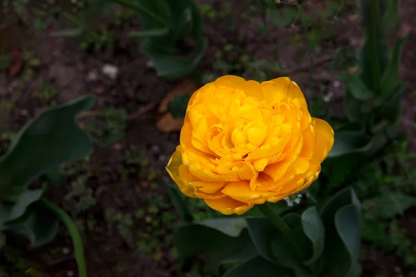 Красота Цветущий Желтый Тюльпан Саду — стоковое фото