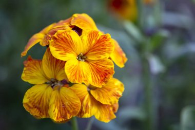 Erysimum cheiri (Cheiranthus) olarak da bilinen sarı şebboy parlak renkli bahar çiçekleri