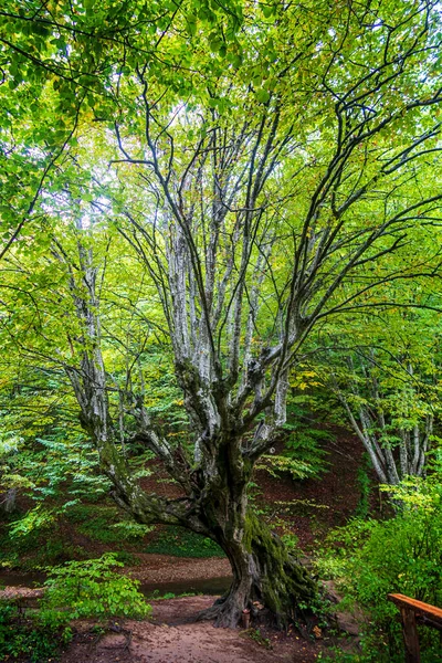 Krásný Velký Starý Strom Zelenými Listy Lese Svislé Zobrazení — Stock fotografie