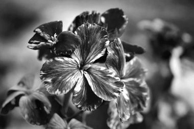 Erysimum cheiri 'nin (Cheiranthus) bahar çiçeklerinin siyah ve beyaz manzarası.