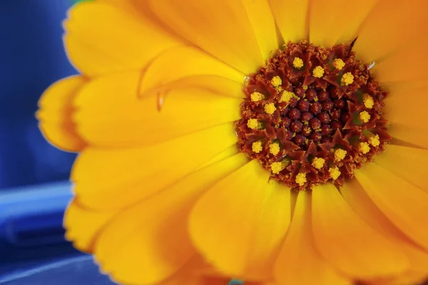 Güzel Bir Yaz Çiçeğinin Yakın Plan Görüntüsü Calendula Nın Turuncu — Stok fotoğraf