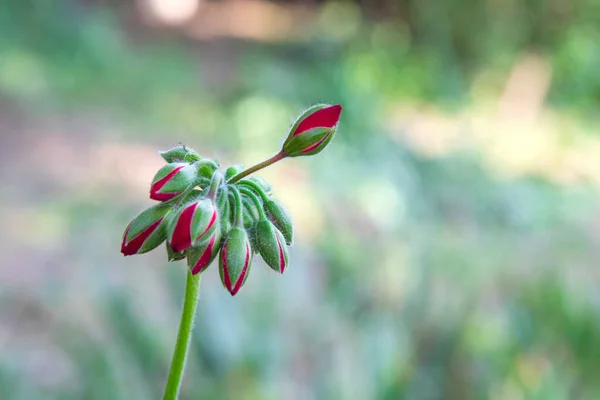Όμορφη Θέα Στο Πελαργόνιο Λουλούδι Γεράνι Ένα Σύμπλεγμα Κόκκινων Μπουμπουκιών — Φωτογραφία Αρχείου