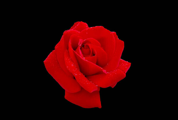 Beauty blooming red rose with dew, isolated on black.