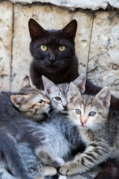 Katzenmutter Und Ihre Drei Flauschigen Kätzchen Vertikale Ansicht — Stockfoto