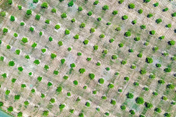 Hava Fotoğrafçılığı Yeşil Ağaç Sıralarının Üst Görüntüsü Tarım Alanları Ekilmiş — Stok fotoğraf