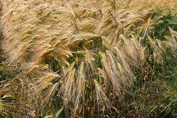 Natürlicher Hintergrund Ähren Goldenes Reifes Weizenfeld — Stockfoto