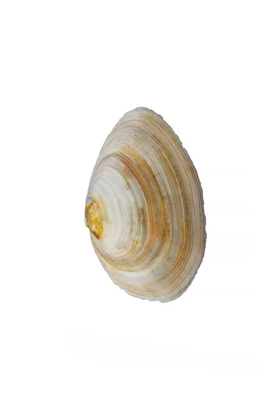 Sea Big Clam Shell Isolated White Vertical View — Stock Photo, Image